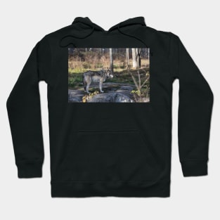 A lone timber wolf in the woods Hoodie